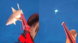 Copertina di “Posto sbagliato, momento sbagliato: non ho nessun rancore verso lo squalo”: viene attaccato mentre pesca in apnea, il video impressionante dell’aggressione
