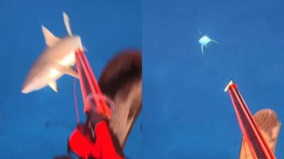 Copertina di “Posto sbagliato, momento sbagliato: non ho nessun rancore verso lo squalo”: viene attaccato mentre pesca in apnea, il video impressionante dell’aggressione