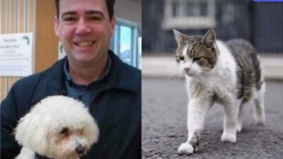 Copertina di Axel, il cane del nuovo premier Andy Burnham non può vivere a Downing Street: ecco perché e dove resterà