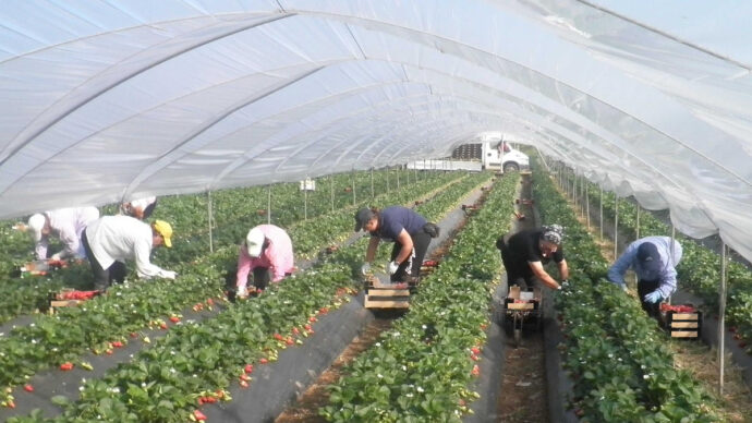 Bracciante muore a Pachino in una serra, la Flai Cgil: “Estendere le tutele anti-caldo a chi lavora in quelle strutture”