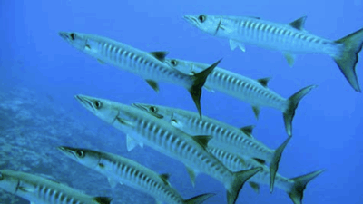 Copertina di “Ho sentito un grande morso alla mia mano, poi è sparito. Sembrava un film horror, c’era sangue ovunque. Togliete tutti i gioielli in acqua”: 13enne morsa da un barracuda durante le vacanze