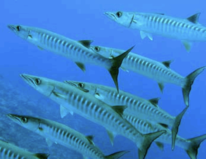 “Ho sentito un grande morso alla mia mano, poi è sparito. Sembrava un film horror, c’era sangue ovunque. Togliete tutti i gioielli in acqua”: 13enne morsa da un barracuda durante le vacanze