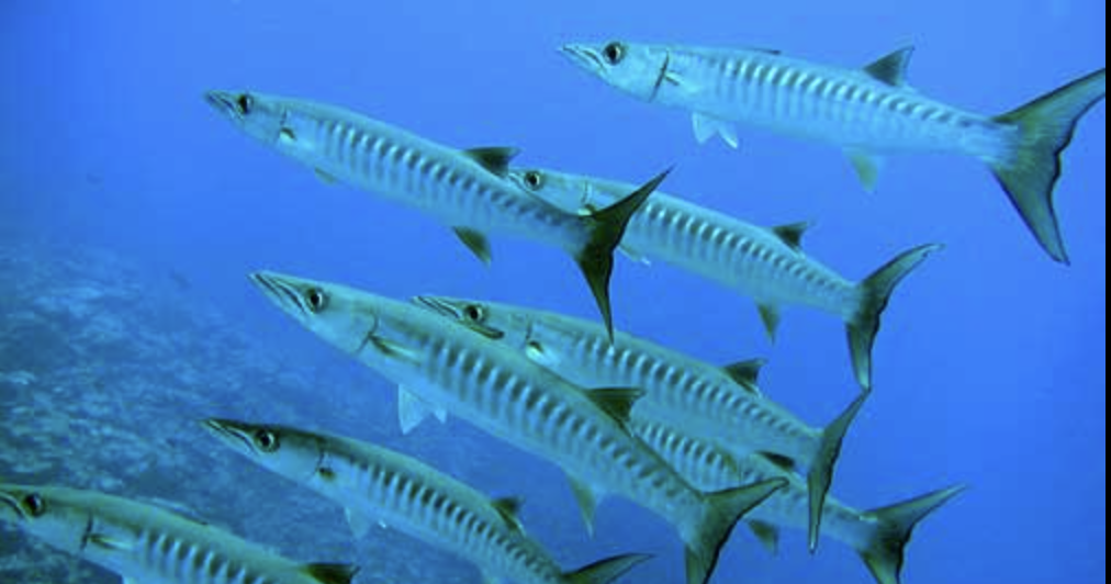 “Ho sentito un grande morso alla mia mano, poi è sparito. Sembrava un film horror, c’era sangue ovunque. Togliete tutti i gioielli in acqua”: 13enne morsa da un barracuda durante le vacanze