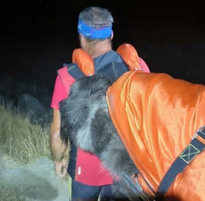 “Aiuto, il nostro cane è troppo stanco e non ce la fa più a camminare”: il Soccorso Alpino lo porta in salvo in barella