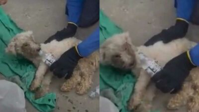 Copertina di Ritrovato vivo dopo 29 giorni sepolto sotto le macerie del terremoto in Venezuela: l’incredibile salvataggio del cane Beyli, il video è virale