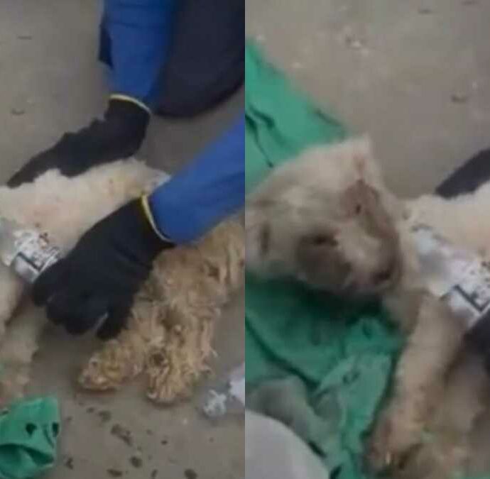 Ritrovato vivo dopo 29 giorni sepolto sotto le macerie del terremoto in Venezuela: l’incredibile salvataggio del cane Beyli, il video è virale