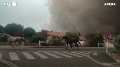 Copertina di In Francia una mandria di cavalli fugge dal fuoco: almeno 100 edifici travolti dalle fiamme
