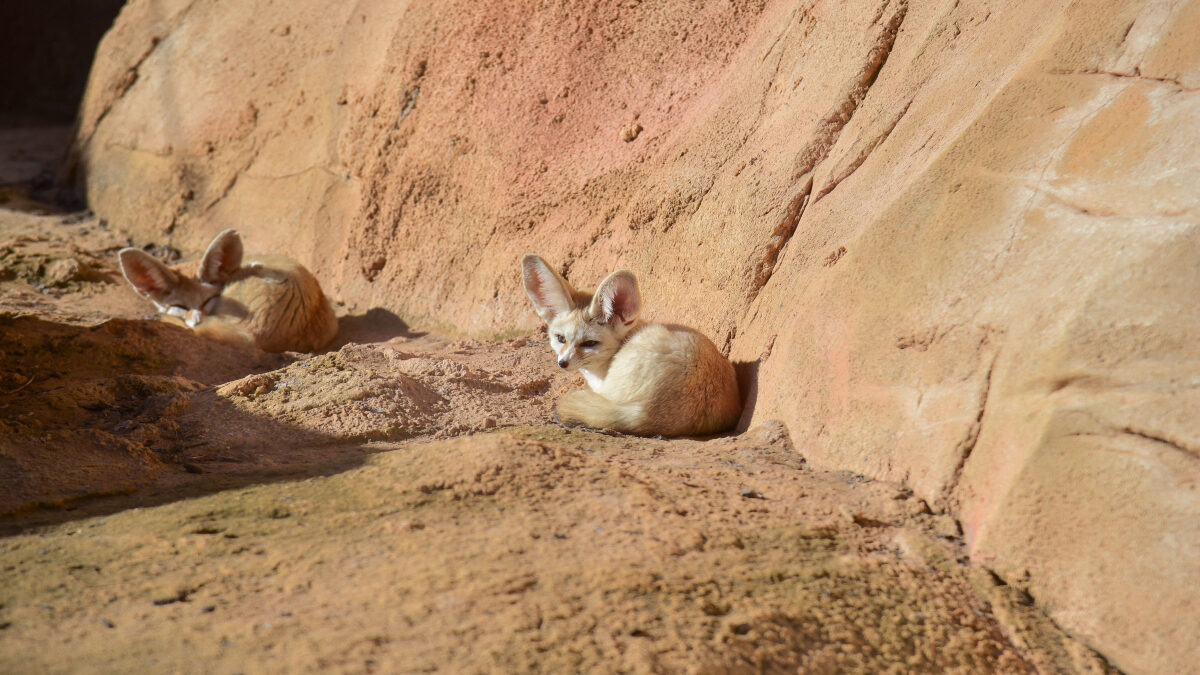 “Pesano al massimo un chilo e sopravvivono a temperature estreme”: cinque cuccioli di fennec nati al Bioparco di Roma, si tratta dei canidi più piccoli del mondo