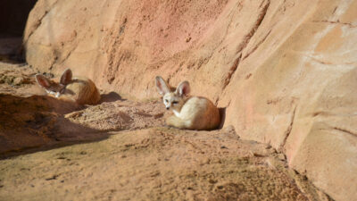 Copertina di “Pesano al massimo un chilo e sopravvivono a temperature estreme”: cinque cuccioli di fennec nati al Bioparco di Roma, si tratta dei canidi più piccoli del mondo