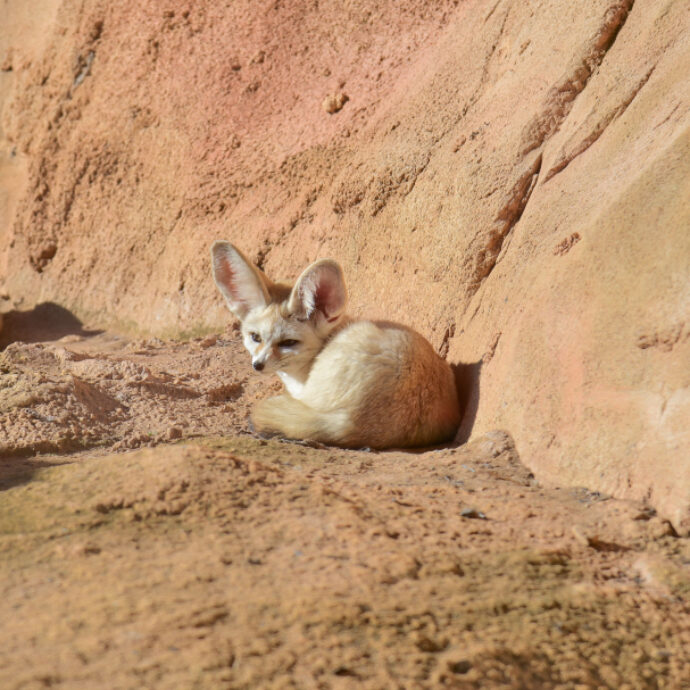 “Pesano al massimo un chilo e sopravvivono a temperature estreme”: cinque cuccioli di fennec nati al Bioparco di Roma, si tratta dei canidi più piccoli del mondo