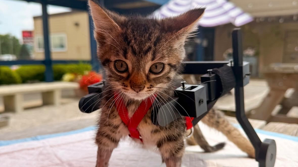 https://st.ilfattoquotidiano.it/wp-content/uploads/2026/07/31/Gatto-Gelato.jpg