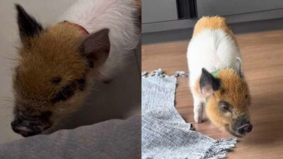 Copertina di È cresciuto circondato da due cani e un giorno succede l’impensabile: il maialino Pedro inizia ad abbaiare, il video fa il giro del web
