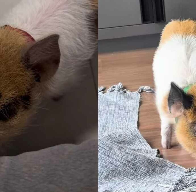 È cresciuto circondato da due cani e un giorno succede l’impensabile: il maialino Pedro inizia ad abbaiare, il video fa il giro del web