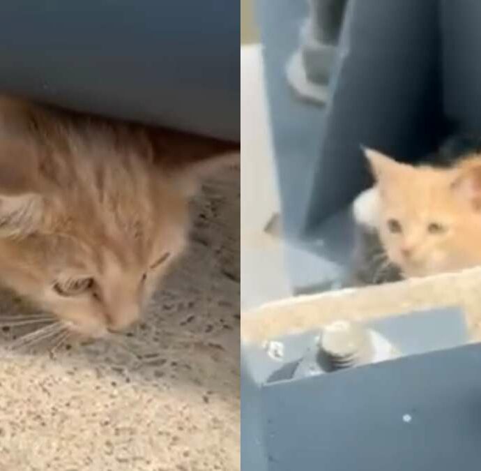 Gattino lanciato da un’auto in corsa rischia di precipitare nel fiume: decisivo l’intervento di un testimone e della polizia