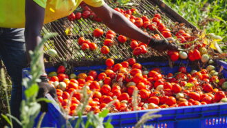 Copertina di Accusa un malore mentre lavora alla raccolta dei pomodori: 19enne muore nel Cremonese