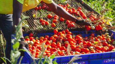 Copertina di Accusa un malore mentre lavora alla raccolta dei pomodori: 19enne muore nel Cremonese