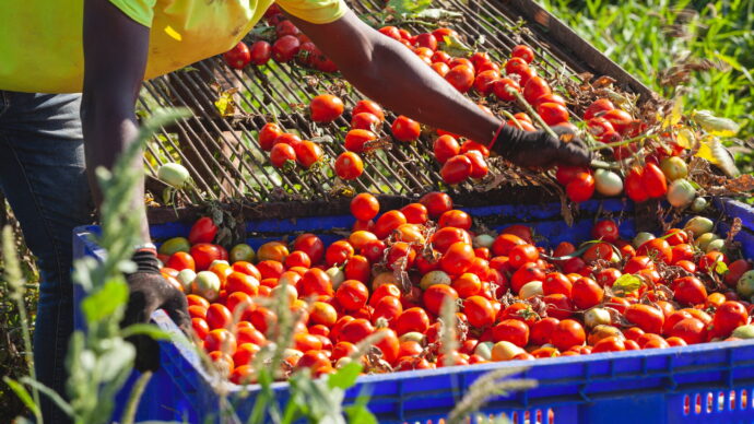 Accusa un malore mentre lavora alla raccolta dei pomodori: 19enne muore nel Cremonese