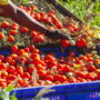 Copertina di Accusa un malore mentre lavora alla raccolta dei pomodori: 19enne muore nel Cremonese