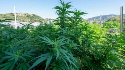 Copertina di Cbd, l’Italia non sa se sia droga e chiede all’Europa la risposta