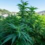 Copertina di Cbd, l’Italia non sa se sia droga e chiede all’Europa la risposta