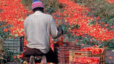 Copertina di Diciannovenne muore raccogliendo pomodori
