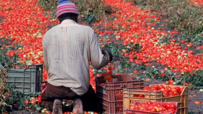 Diciannovenne muore raccogliendo pomodori