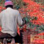 Copertina di Diciannovenne muore raccogliendo pomodori