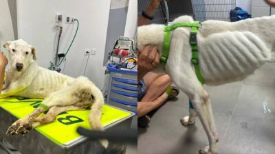 Copertina di Parte per le ferie e lascia il cane solo in casa: il meticcio trovato agonizzante nell’appartamento senza acqua né cibo viene salvato in extremis