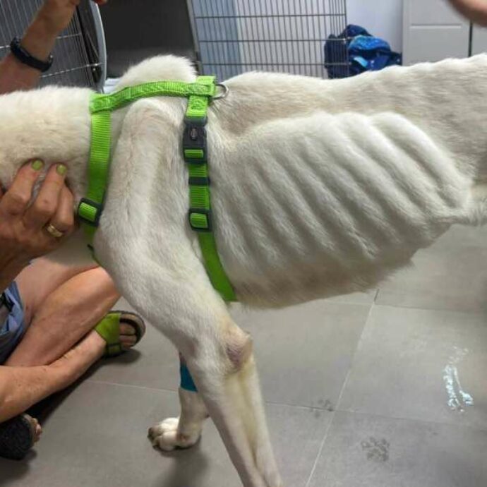 Parte per le ferie e lascia il cane solo in casa: il meticcio trovato agonizzante nell’appartamento senza acqua né cibo viene salvato in extremis