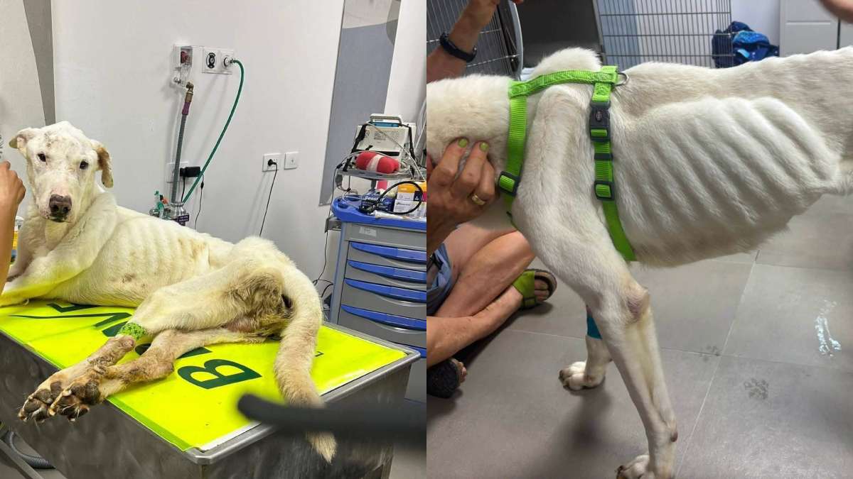Parte per le ferie e lascia il cane solo in casa: il meticcio trovato agonizzante nell’appartamento senza acqua né cibo viene salvato in extremis