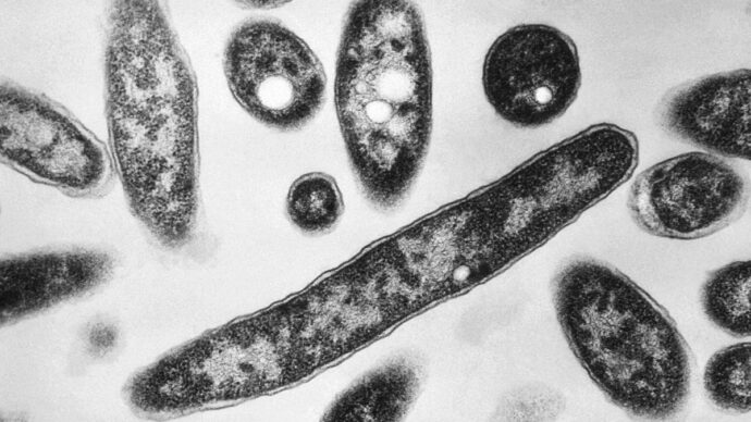 Focolaio di legionella a Basilea, un morto 26 casi: “Verifiche su torri di raffreddamento per uffici”