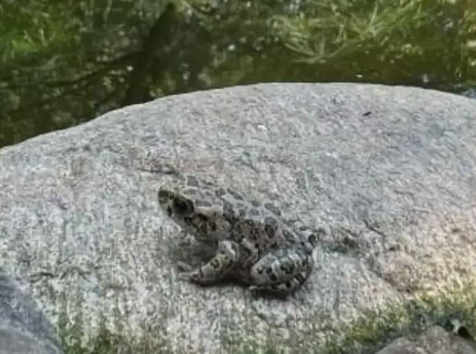 Apre una busta di insalata appena comprata e trova un rospo smeraldino vivo: il gesto della donna gli salva la vita