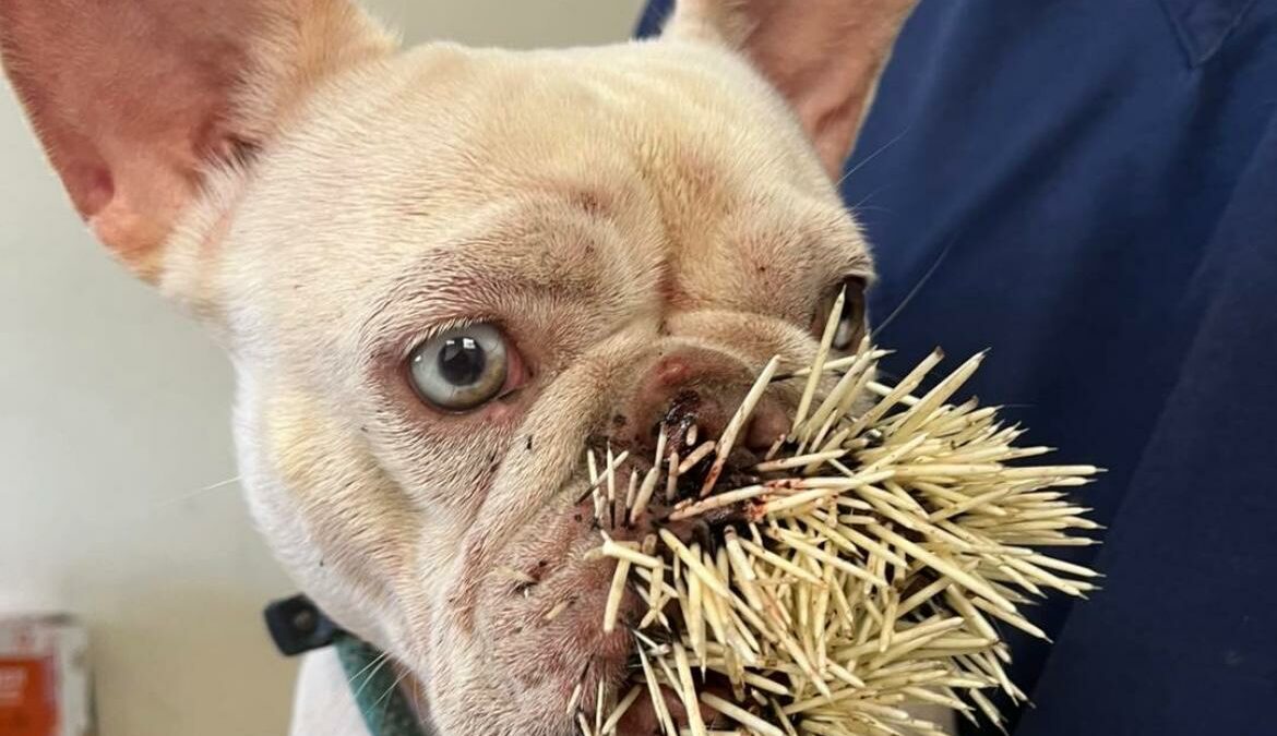 Scappa da casa, ma poi la cagnolina Honey torna con 521 aculei sul muso dopo “l’incontro” con un porcospino