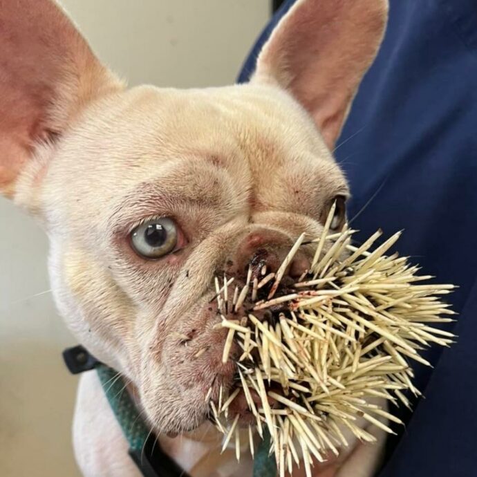 Scappa da casa, ma poi la cagnolina Honey torna con 521 aculei sul muso dopo “l’incontro” con un porcospino
