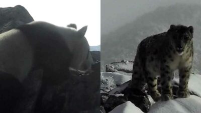 Copertina di Il panda delle alte quote incontra il leopardo delle nevi: la rara immagine catturata in Cina a 4.120 metri che apre nuovi scenari