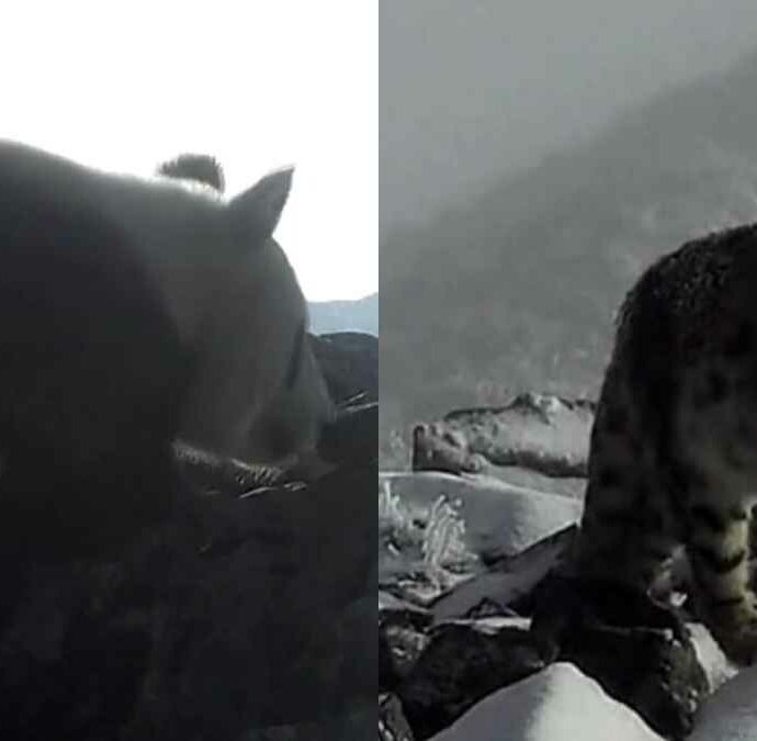 Il panda delle alte quote incontra il leopardo delle nevi: la rara immagine catturata in Cina a 4.120 metri che apre nuovi scenari