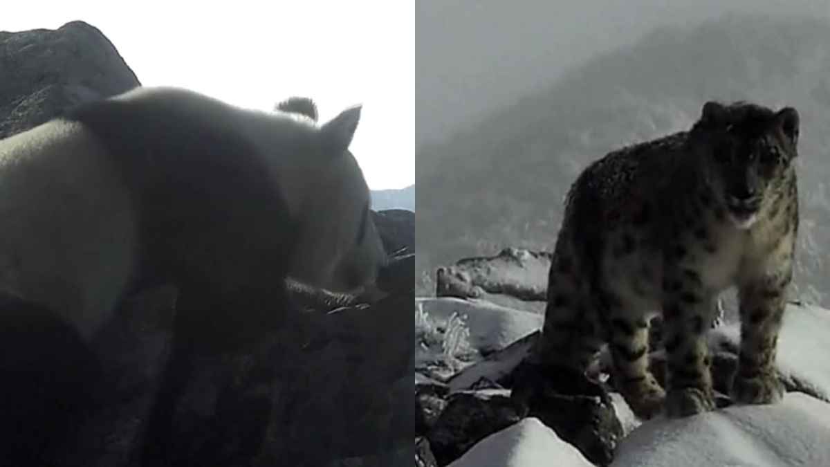 Il panda delle alte quote incontra il leopardo delle nevi: la rara immagine catturata in Cina a 4.120 metri che apre nuovi scenari