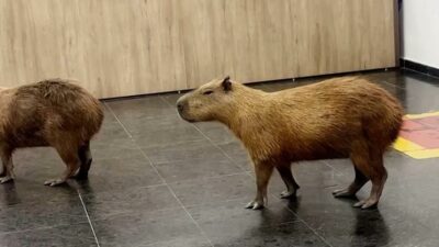 Copertina di Entrano in Parlamento durante i lavori e conquistano tutti: la passeggiata di un gruppo di capibara in mezzo ai deputati diventa virale sui social