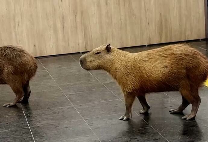 Entrano in Parlamento durante i lavori e conquistano tutti: la passeggiata di un gruppo di capibara in mezzo ai deputati diventa virale sui social
