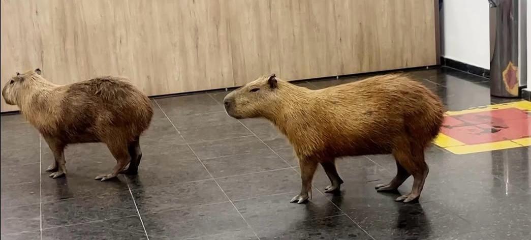 Entrano in Parlamento durante i lavori e conquistano tutti: la passeggiata di un gruppo di capibara in mezzo ai deputati diventa virale sui social
