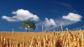 Copertina di “Grano antico o moderno, è questione di lana caprina”: perché BBC si sbaglia e i numeri lo dimostrano