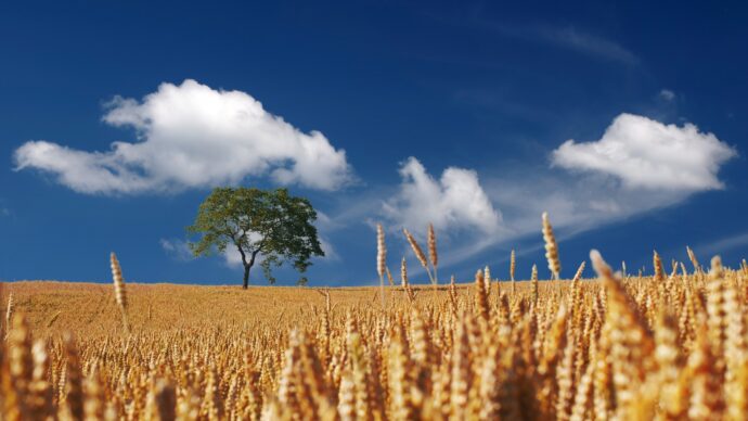 “Grano antico o moderno, è questione di lana caprina”: perché BBC si sbaglia e i numeri lo dimostrano