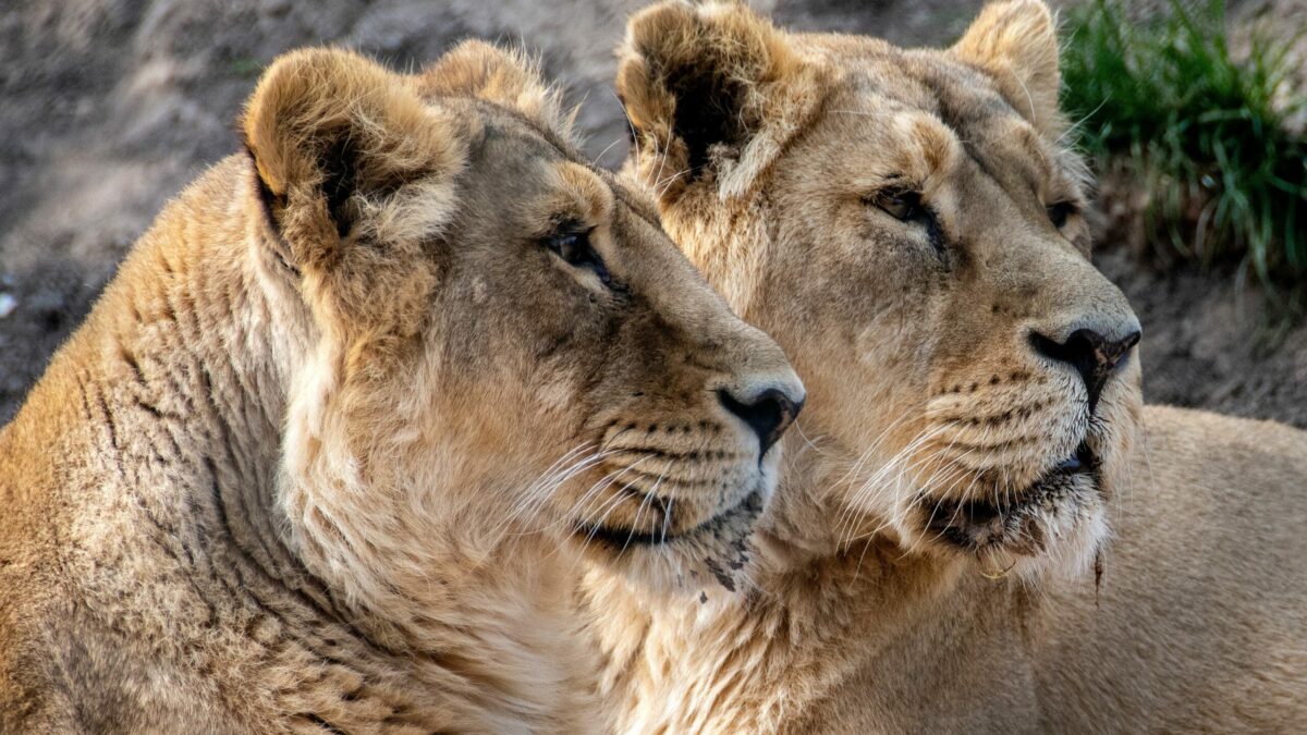 Allo zoo di Tokyo tre leonesse sono morte per il caldo. La portavoce del parco: “Non era mai successo, nessuno degli esemplari si era mai ammalato in questo modo”