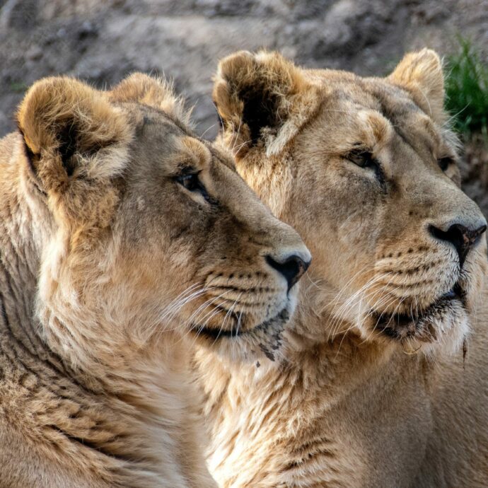 Allo zoo di Tokyo tre leonesse sono morte per il caldo. La portavoce del parco: “Non era mai successo, nessuno degli esemplari si era mai ammalato in questo modo”