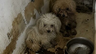 Copertina di Settanta cani trovati in condizioni drammatiche in uno spazio di meno di 80 metri quadrati: la scoperta choc dei carabinieri in un appartamento di Firenze