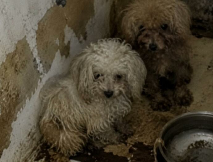 Settanta cani trovati in condizioni drammatiche in uno spazio di meno di 80 metri quadrati: la scoperta choc dei carabinieri in un appartamento di Firenze