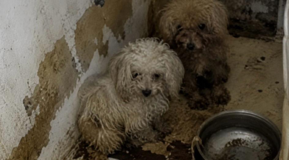 Settanta cani trovati in condizioni drammatiche in uno spazio di meno di 80 metri quadrati: la scoperta choc dei carabinieri in un appartamento di Firenze