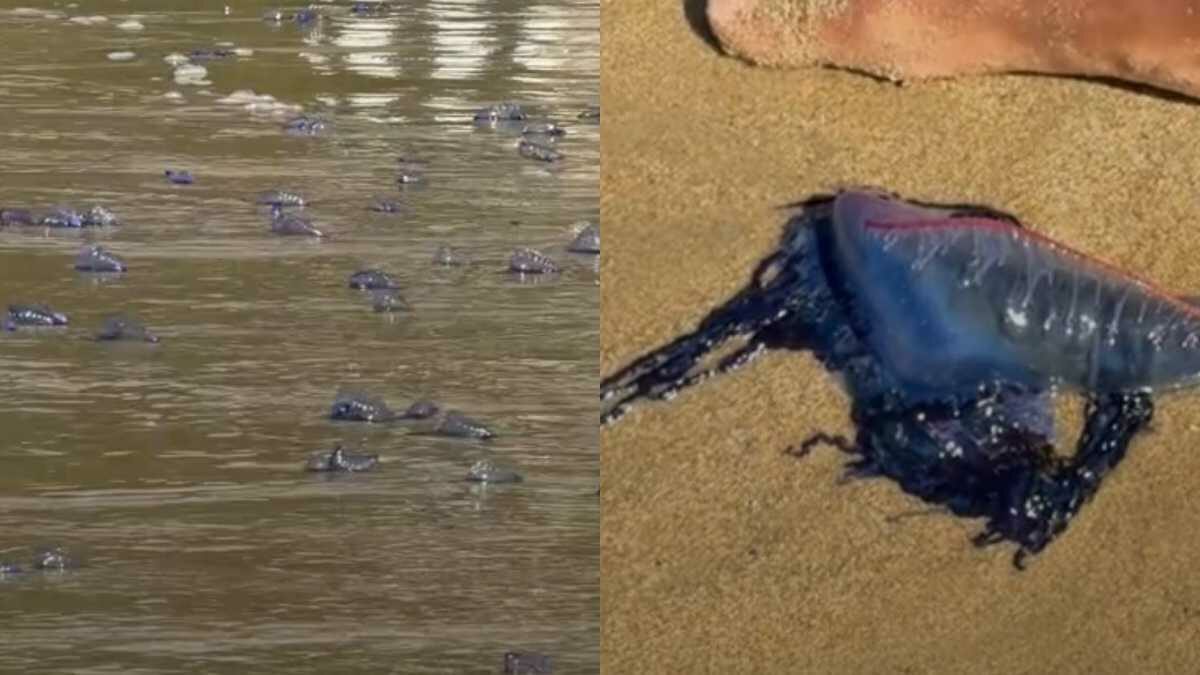 Le caravelle portoghesi invadono e bloccano alcune spiagge della Spagna: sembrano meduse, ma sono ancora più insidiose. Ecco cosa sono
