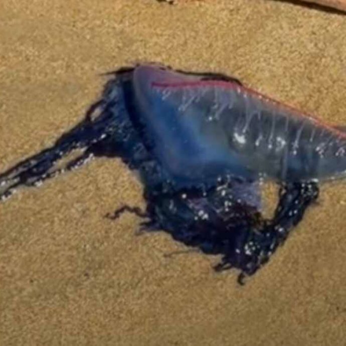 Le caravelle portoghesi invadono e bloccano alcune spiagge della Spagna: sembrano meduse, ma sono ancora più insidiose. Ecco cosa sono