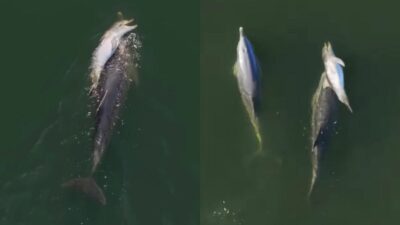 Copertina di Delfino mamma porta il suo cucciolo morto sul dorso per sei giorni: il video commuove e divide gli esperti